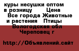 куры несушки.оптом 160 в розницу 200 › Цена ­ 200 - Все города Животные и растения » Птицы   . Вологодская обл.,Череповец г.